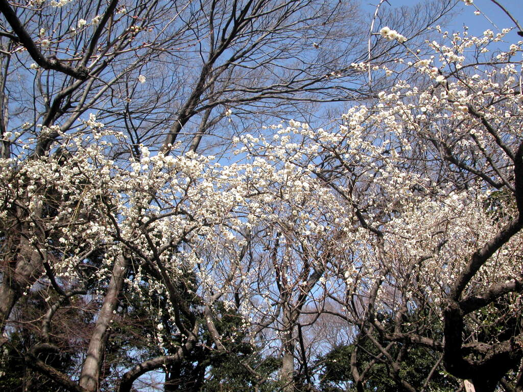 小石川後楽園の白梅