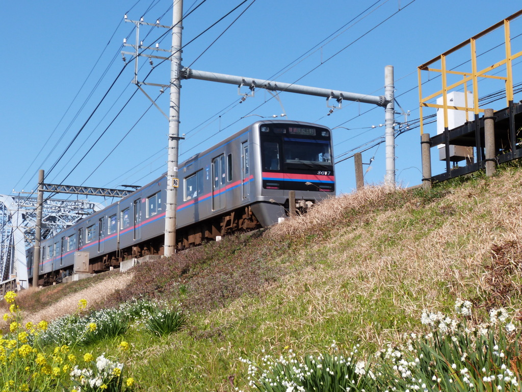 隅田川沿い千住緑町のどて京成線と春の風景