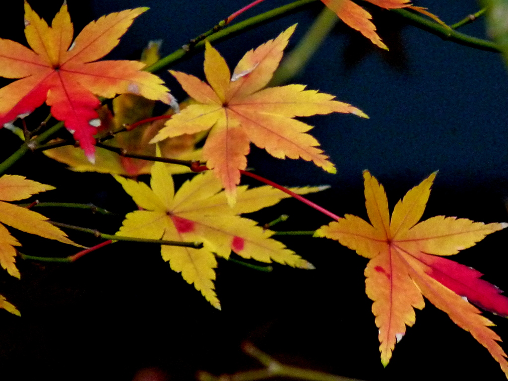 ヤマモミジの紅葉