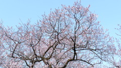 都市農業公園の江戸彼岸桜の樹形