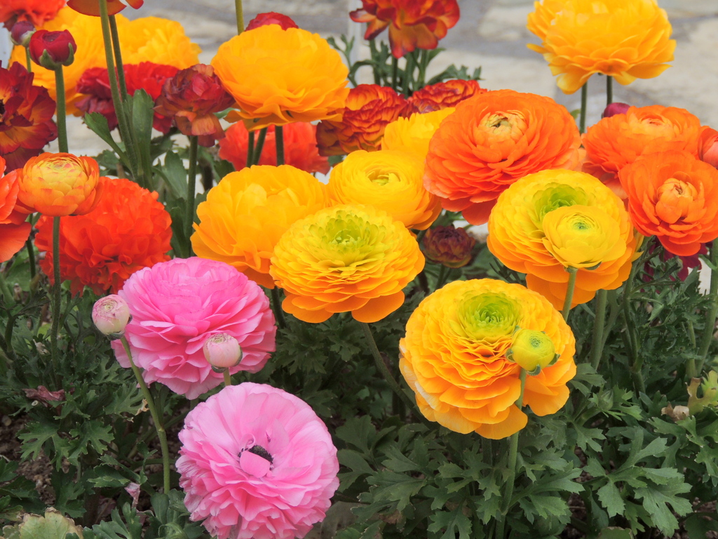 マンションのテラスの花壇の3色のラナンキュラス