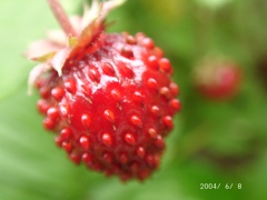 ワイルドストロベリー