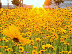 かつてあった汐入公園のオオキンケイギクの花壇