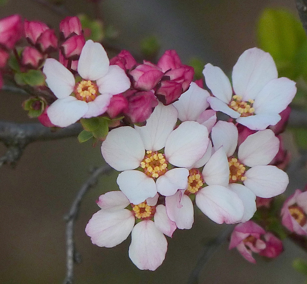 ピンクユキヤナギ