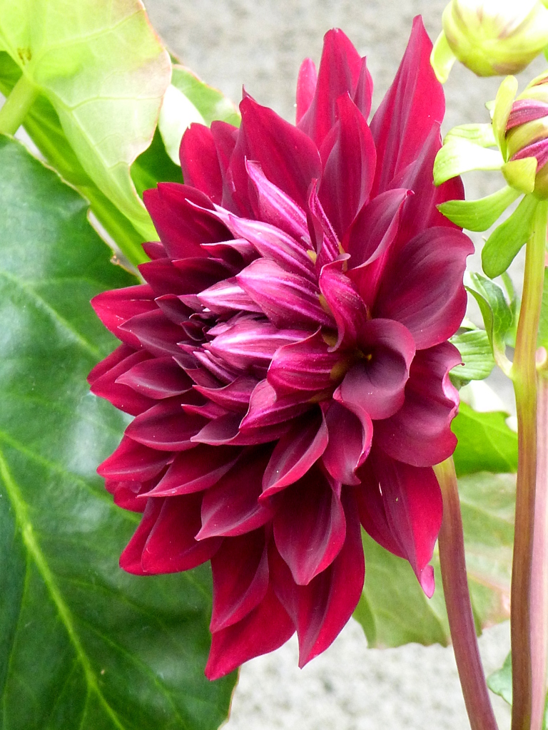 ダリアを横向きに取ってみた