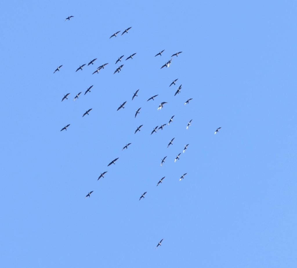 新春荒川と隅田川上空の恒例カワウの移動の中の一つの群れ