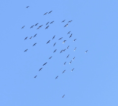 新春荒川と隅田川上空の恒例カワウの移動の中の一つの群れ