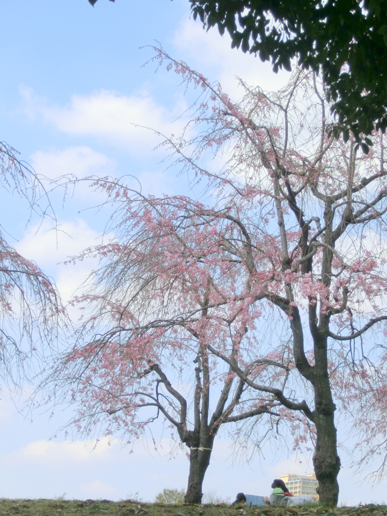尾久の原公園土手下から尾の紅枝垂桜