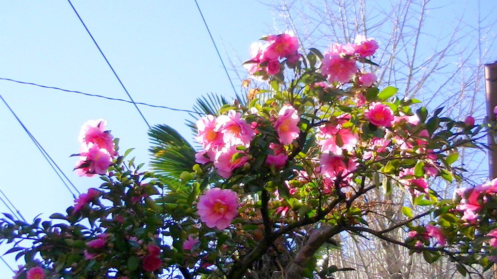 千住稲荷神社の隣の木漏れ日の’23元日の山茶花