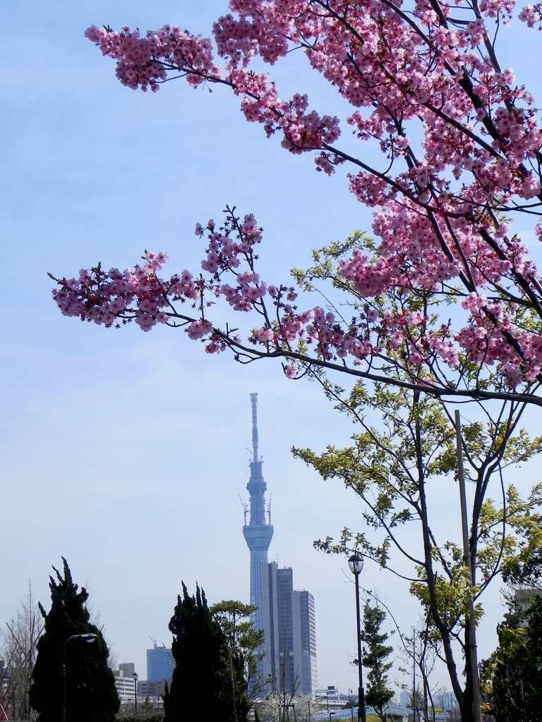 震災跡の隅田川沿いのオカメ桜と東京スカイツリー