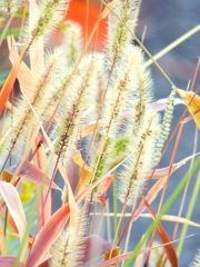 エノコロの紅葉