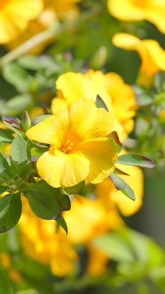 レインワルティア・インディカ