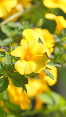 レインワルティア・インディカ