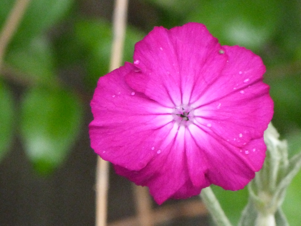 由布院のスイセンノウ