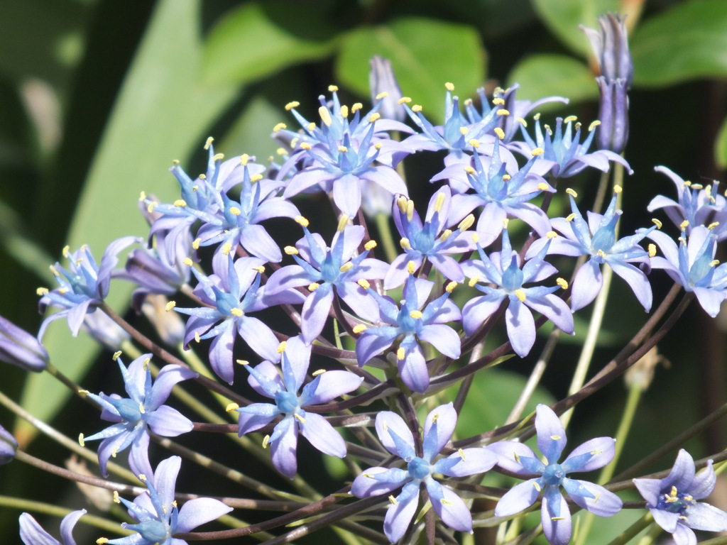 シラー・ベルビアナ