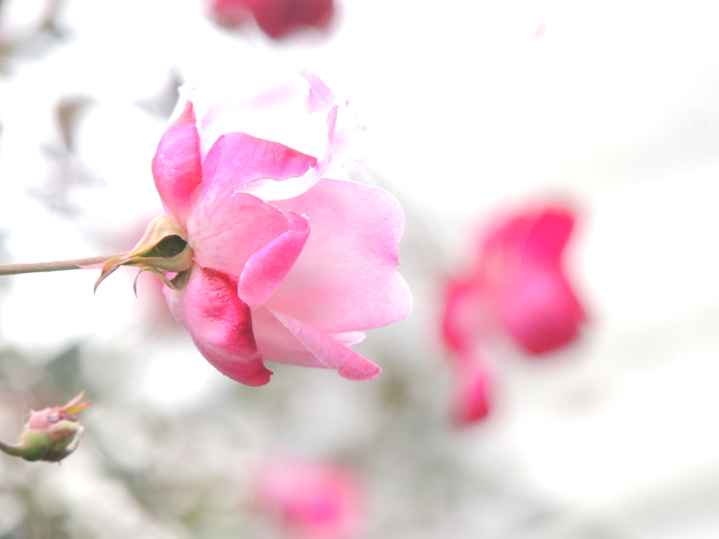 線路脇のつる薔薇