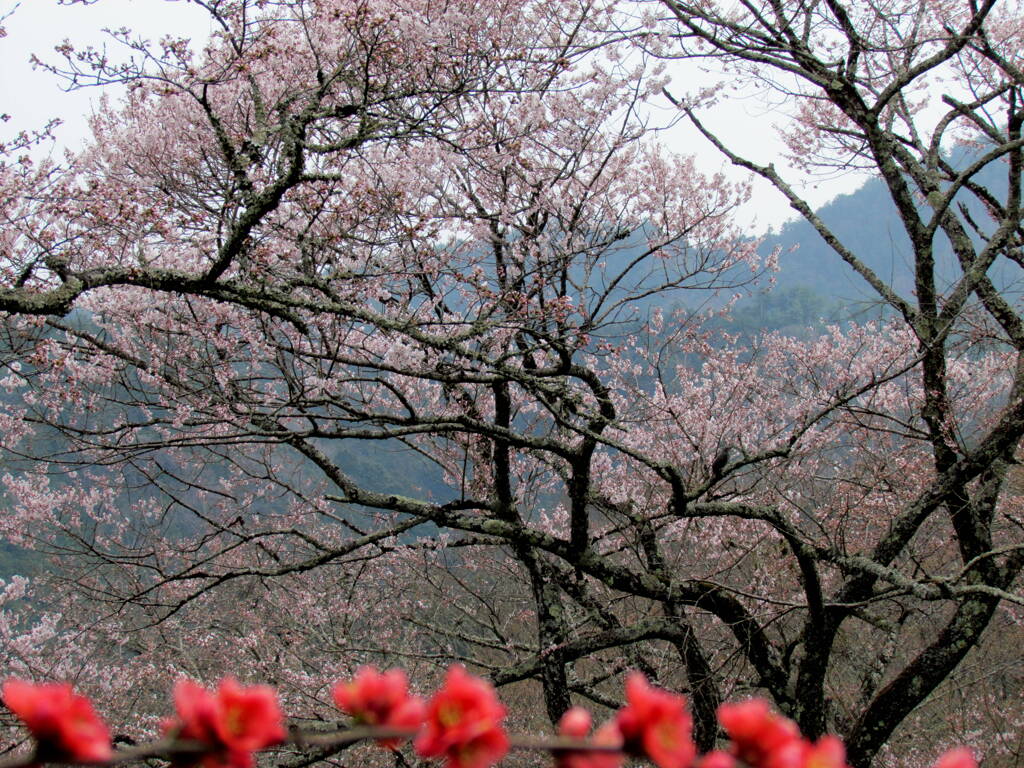 金峯山寺の参道脇の染井吉野