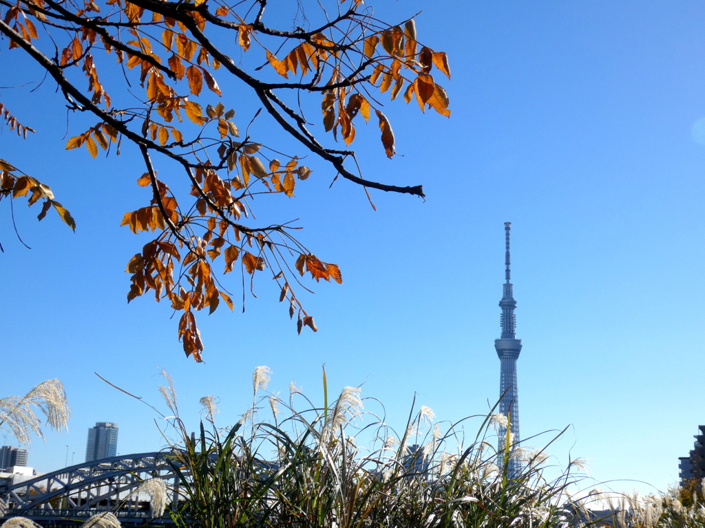 秋のコラボ白鬚橋東京スカイツリー