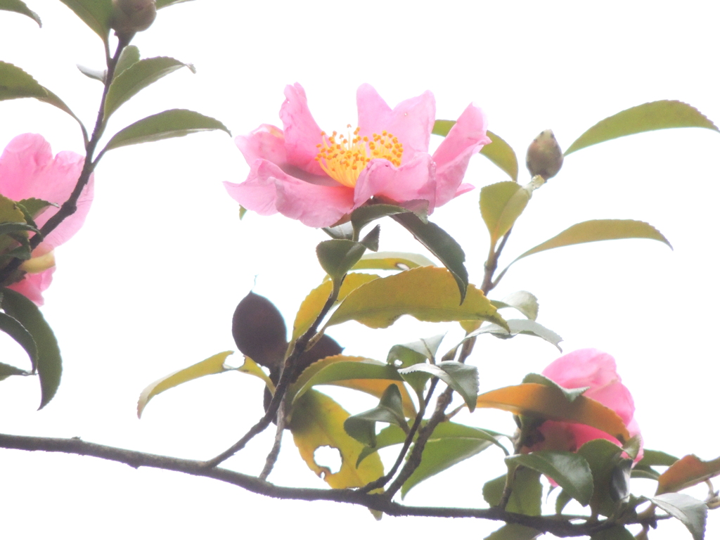 近所の屋根降り高い山茶花をズームで
