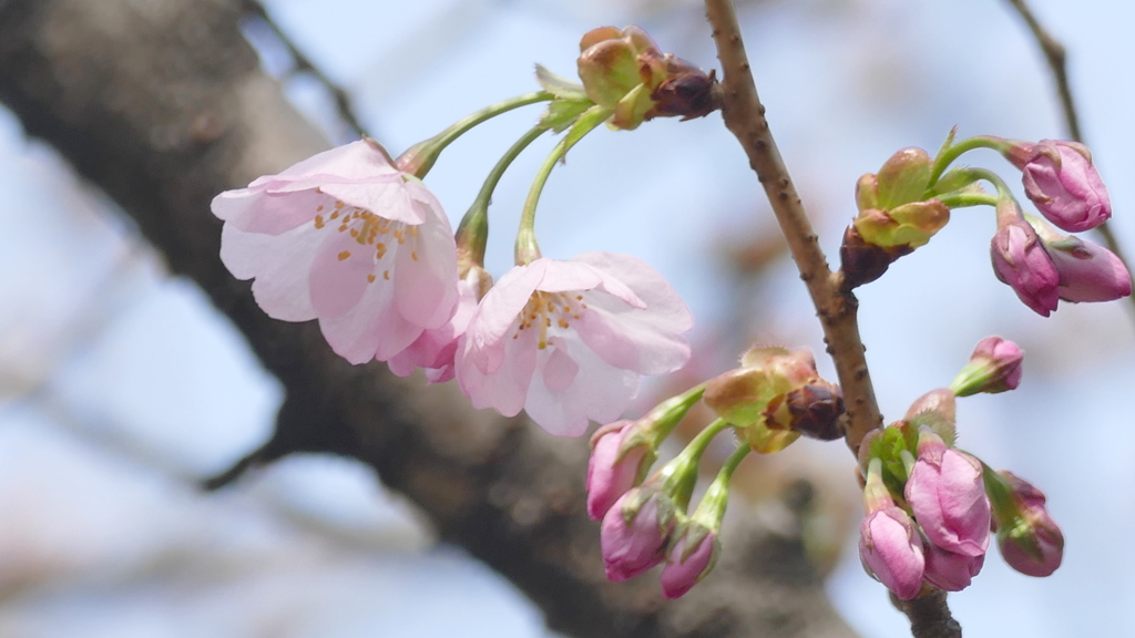 小石川植物園の長州緋桜