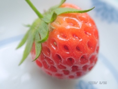昔のデジカメで撮った自宅でなったイチゴ（麗紅）