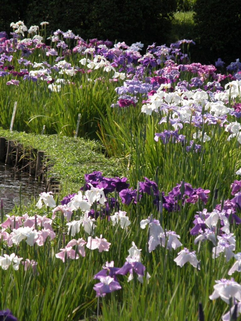 小石川植物園の花菖蒲