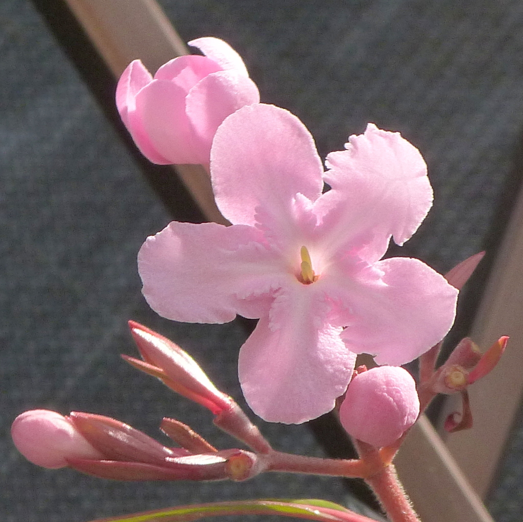 アッサムニオイザクラ