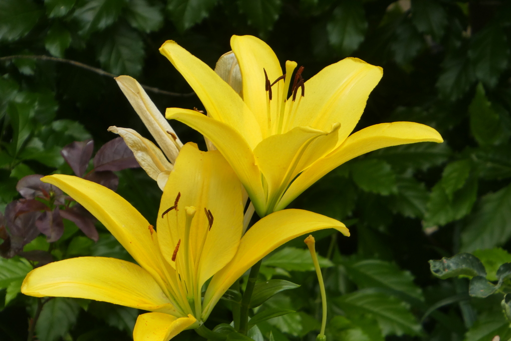 黄色いスカシユリ、参考に