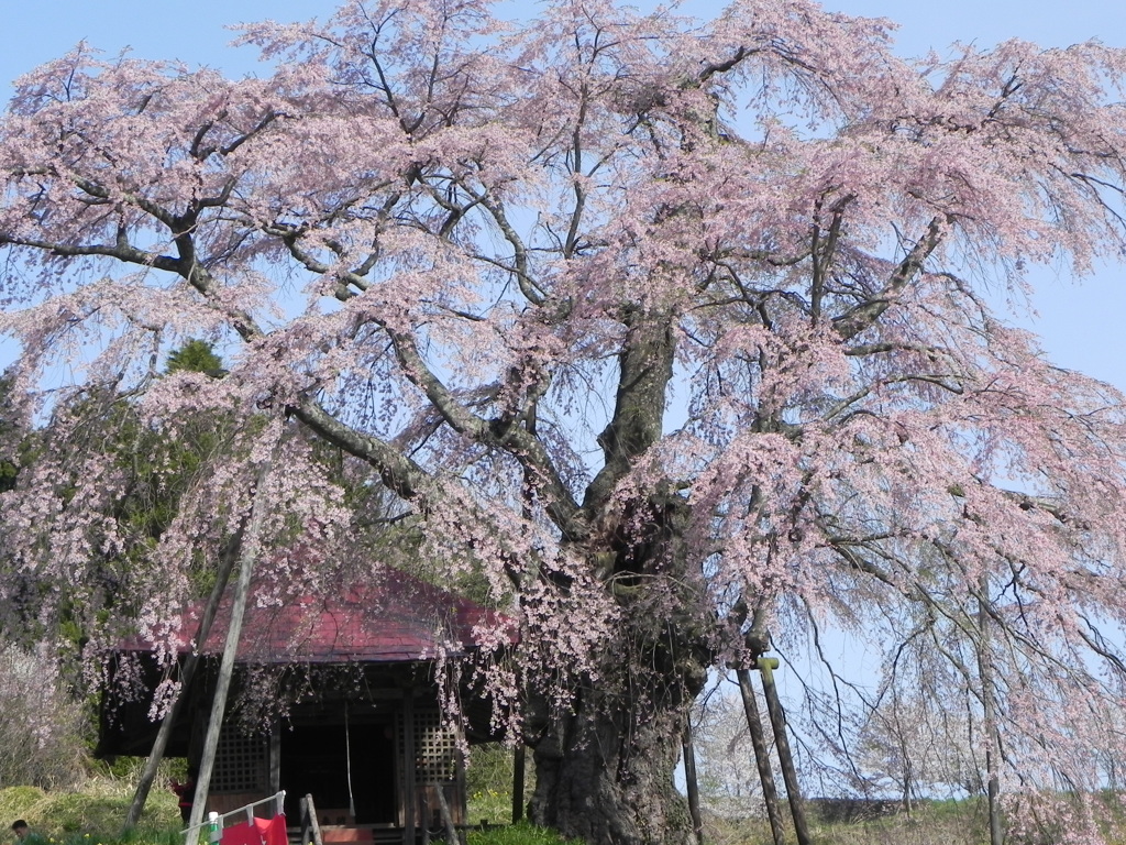 三春の上石の不動桜