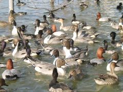 不忍池の水鳥たち