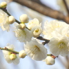 柳原千草園の白梅