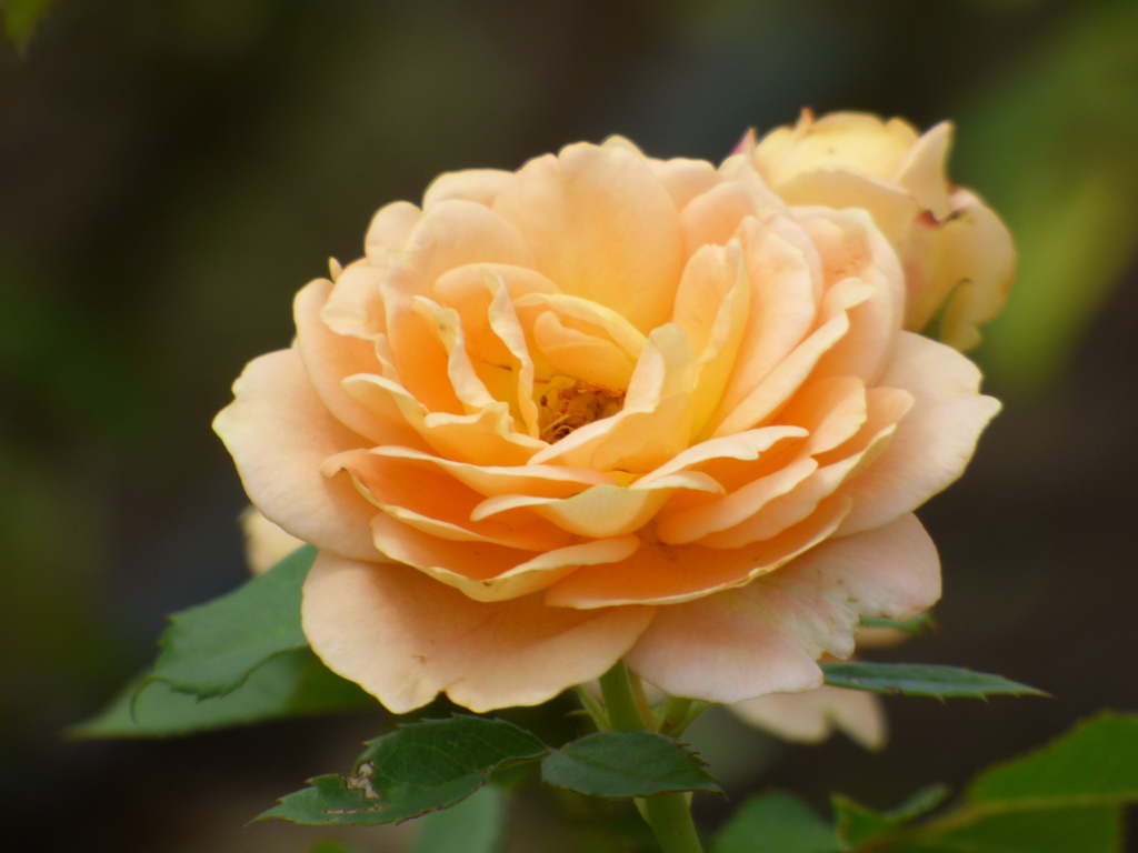 隅田川沿いの公園の薔薇・ラ ドルチェピータ