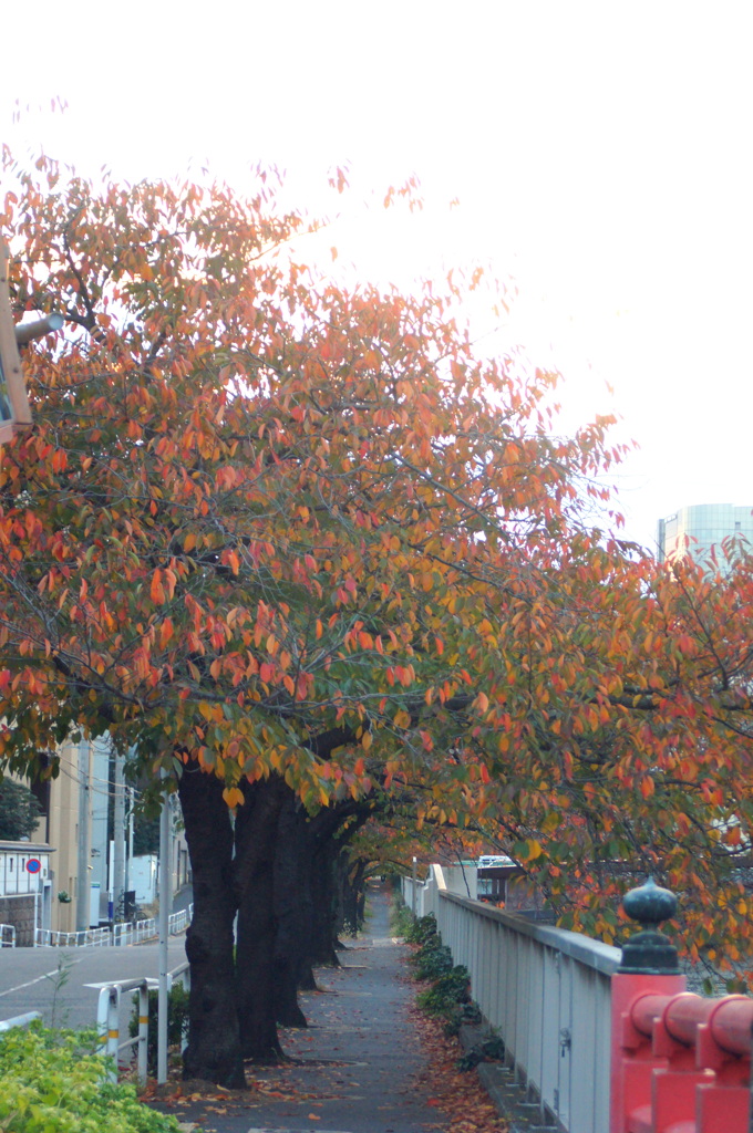 品川宿の目黒川沿いの紅葉したソメイヨシノの並木