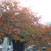 品川宿の目黒川沿いの紅葉したソメイヨシノの並木