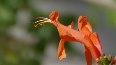 ひめのうぜんかずらのしべ