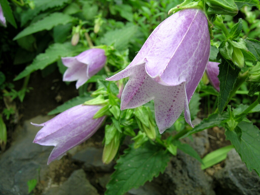 富士山の周辺に自生していたホタルブクロ