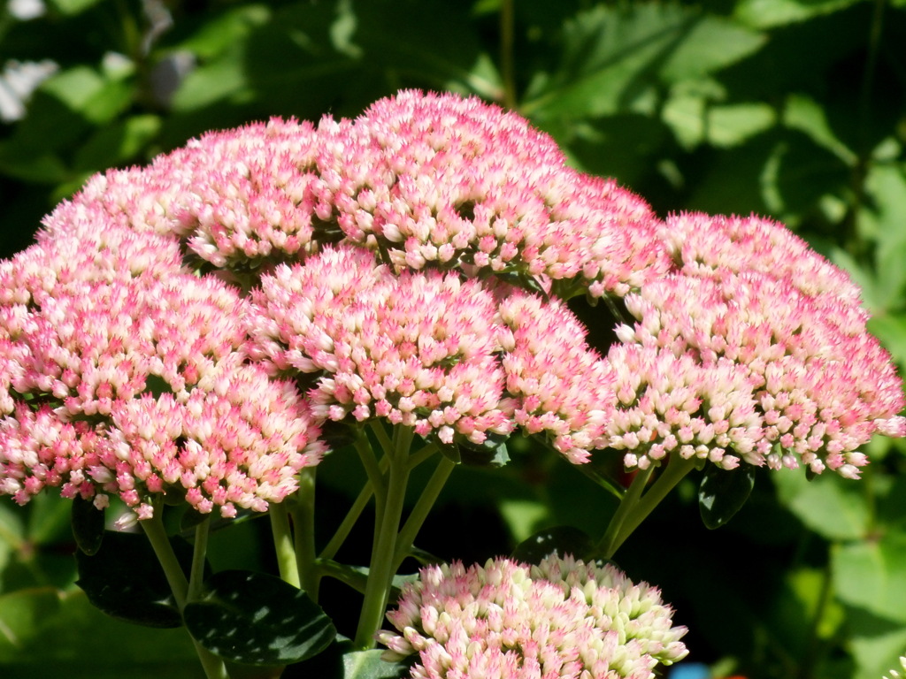 オオベンケイソウ