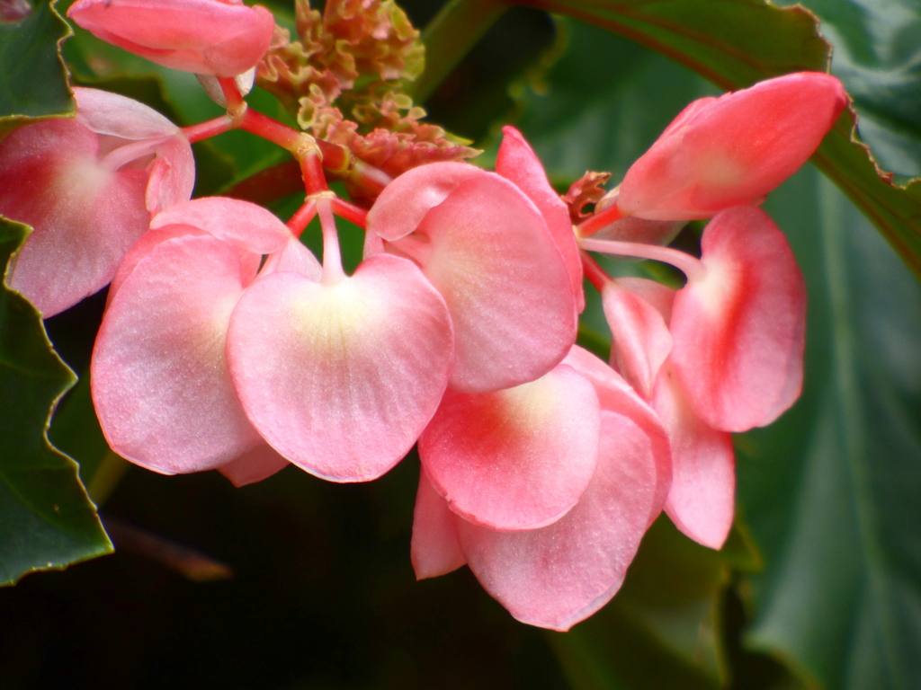 コダチ性べゴニア