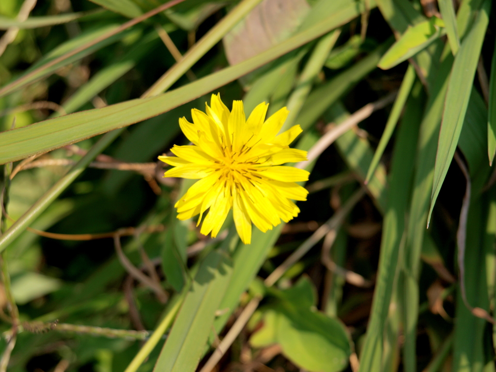 隅田川テラスのオオジシバリ