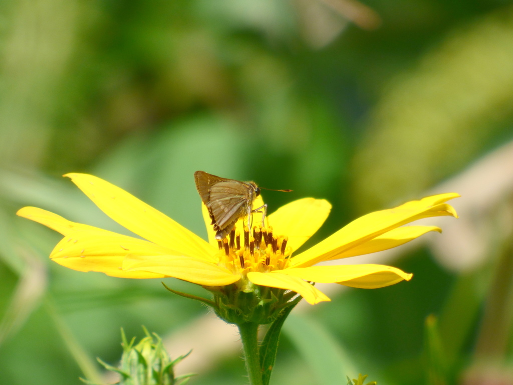 イチモンジセセリとキクイモの花