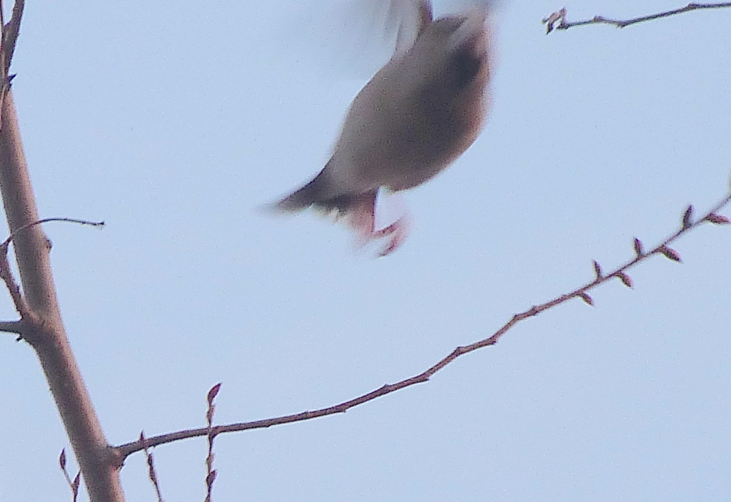 野鳥シメが飛立った