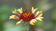 黄色いガイラルディア