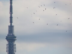 東京スカイツリーとユリ鴎の群れ