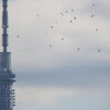 東京スカイツリーとユリ鴎の群れ
