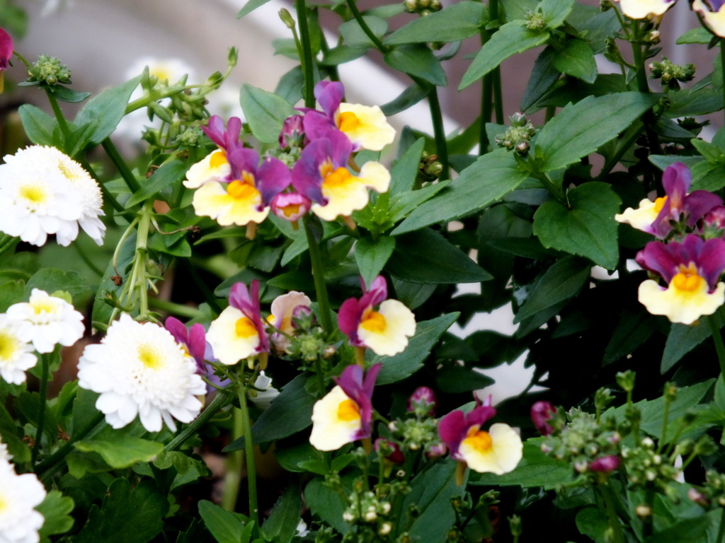 サンサシアと八重咲きの白いマーガレット