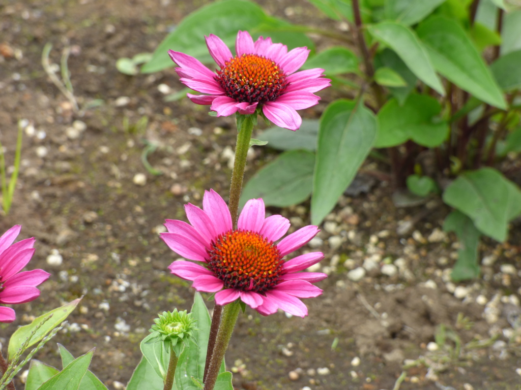 ルドベキア・ビンテージワイン