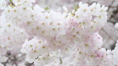 隅田川汐入公園の神代曙の花