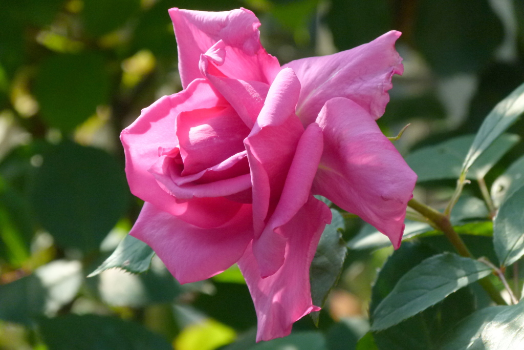 ピンクの薔薇町屋の民家の前の