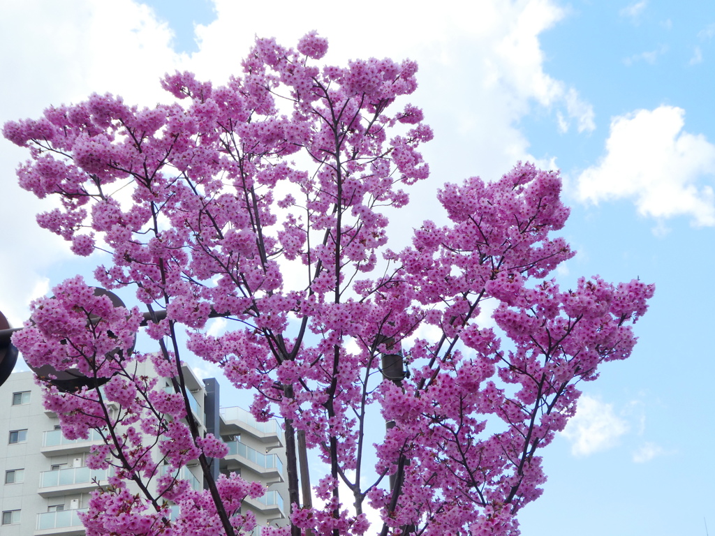 荒川区の市役所道リの街路樹の陽光桜