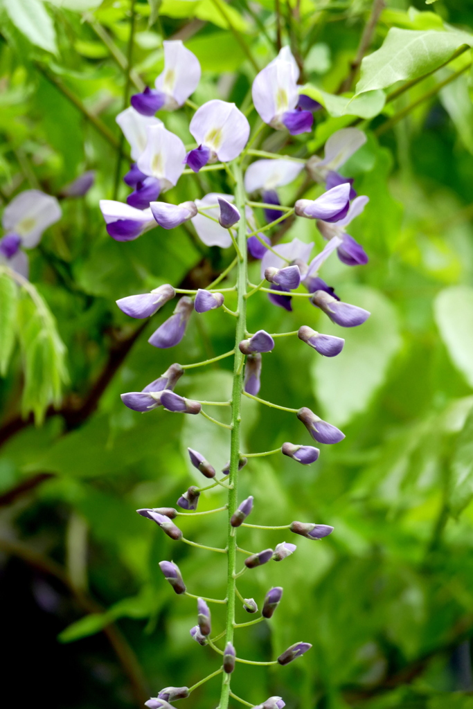 自宅の野田藤の開花